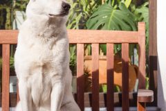 Dingo